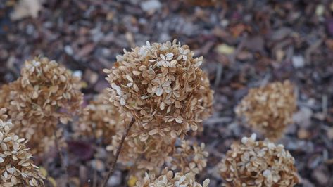 When To Trim Hydrangeas, Wilting Flowers, Bobo Hydrangea, Deadheading Flowers, Hydrangea Potted, Pruning Hydrangeas, Hydrangea Tree, Annabelle Hydrangea, Pruning Roses