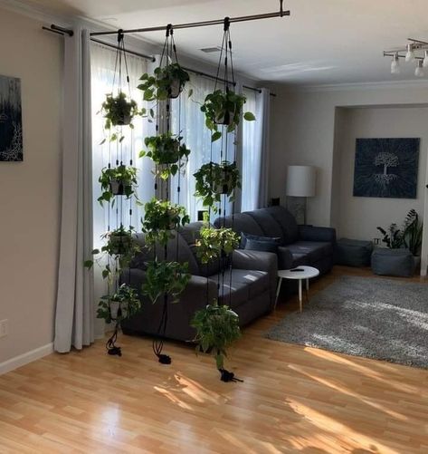 (20+) Facebook Vines Living Room, Room Divider Hanging, Plants Display, Display Room, Homemade Alfredo, Shelves Wall, Hanging Vines, House Plants Decor, Studio Apartment Decorating