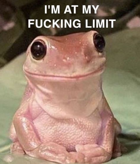 At My Limit, Frog Meme, Frog Pictures, Funny Frogs, Funny Animal Jokes, Very Funny Pictures, Funny Reaction Pictures, Cute Frogs, Animal Jokes