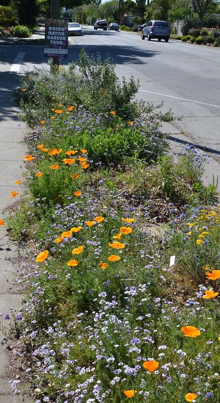 California Native Landscape, California Landscaping, Native Plant Landscape, California Native Garden, California Backyard, Native Gardens, Jungle Gardens, California Native Plants, Native Plant Gardening