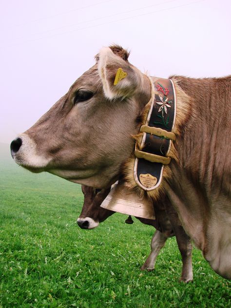 Swiss cows do have bells, to stop them getting lost high in the alpine pasture. The breed - well Brown Swiss of course! Swiss Culture, Swiss Cows, Gado Leiteiro, Swiss Cow, Alps Switzerland, Young Farmers, My Scrapbook, Dairy Cattle, Alpine Village