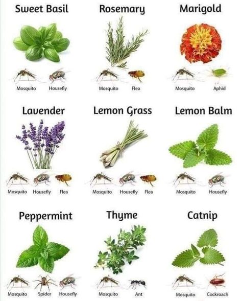 The Gardening Secrets | REPEL BUGS WITH PLANTS | Facebook Plants That Repel Spiders, Insect Repellent Plants, Lemongrass Plant, Citronella Plant, Catnip Plant, Get Rid Of Spiders, Peppermint Plants, Deck Planters, Yard Ideas Backyard