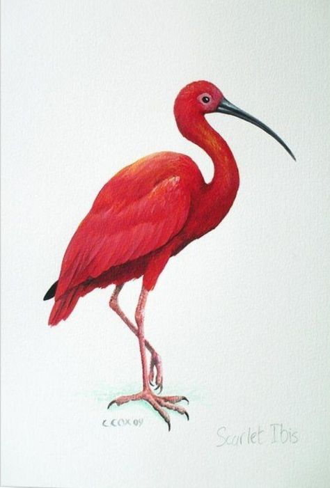 Scarlet Ibis, Animal Paintings Acrylic, Audubon Birds, Illustration Botanique, Bird Drawings, Birds Painting, Bird Art, Animal Paintings, Beautiful Birds