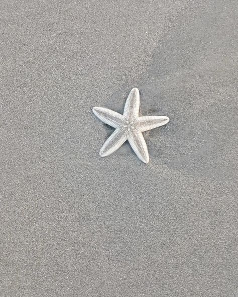 Lucky mee! I saw a starfish in Goa! Star Fish, The Trip, Goa, Beach Pictures, Starfish, I Saw, Beautiful Pictures, Fish, Stars