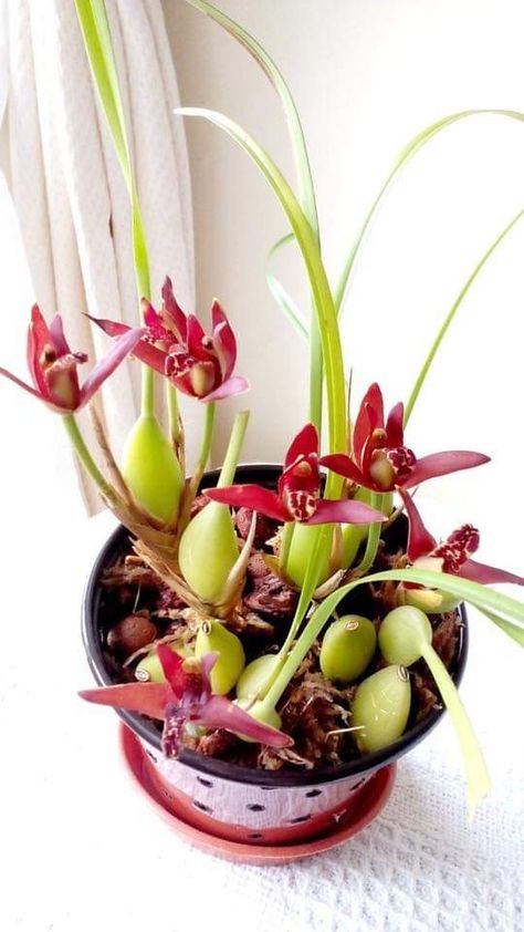 Orchid Plant Care, Types Of Orchids, Rare Orchids, Growing Orchids, Exotic Orchids, Orchids Garden, Unusual Flowers, Orchid Care, Beautiful Orchids