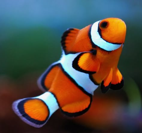 Clown Fish Drawing, Clownfish Drawing, Ocellaris Clownfish, Fish Reference, Ikan Air Tawar, Dog Portraits Art, Reef Fish, Fishing Pictures, Clownfish