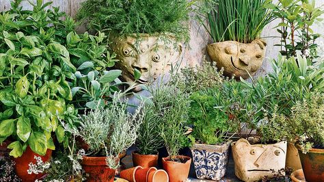 Harvest your herbs regularly and don’t let them flower Tool Packaging, Organizer Tips, Tool Display, Herb Garden Pots, Elevated Gardening, Rock Garden Plants, Types Of Herbs, Pvc Pipes, Best Perennials