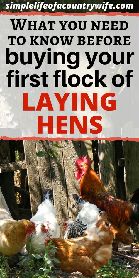 Chicken Home, Chicken Tractors, Urban Chickens, Laying Hens, Farm Lifestyle, Keeping Chickens, Building A Chicken Coop, Backyard Chicken Coops, Farm Fresh Eggs