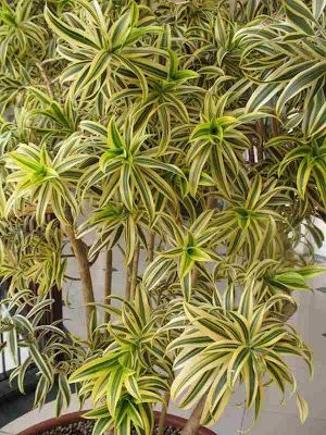 Trees Planet: Dracaena Reflexa - Pleomele - Song of India Plant Song, Dracaena Reflexa, Scientific Name, Tropical Tree, Vascular Plant, Ornamental Trees, Evergreen Shrubs, Ornamental Plants, General Information