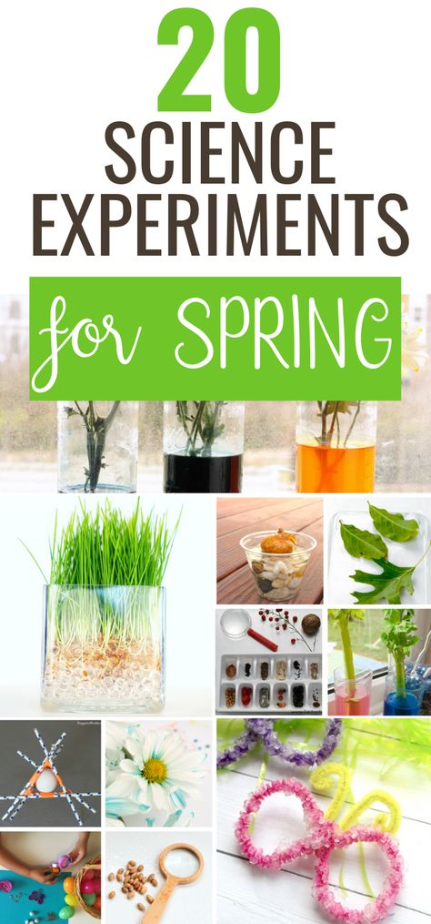 It's time for some fun spring science experiments with Big Family Blessings. These science experiments are great interactive ways for your children to learn! They range from preschool to elementary ages. Find and do the best science experiments with your kids this spring! These are a great addition to any homeschool lesson plan! April Stem Activities For Kids, Spring Science Experiments Preschool, April Kids Activities, Spring Activities For School Age Kids, Stem Spring Activities, Spring Stem Activities For Preschool, Spring Steam Activities Elementary, Spring Science Experiments For Kids, Spring Stem Activities Elementary