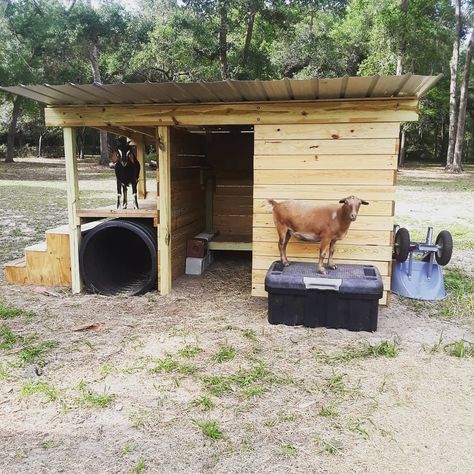 Goat Shelter with Culvert, stairs, and a ramp to the back porch. Raised beds, hay storage and hay feeder inside. Tin roof. Farm Animal Enclosures Diy, Goat House Diy Simple, Lean To Goat Shelter, Goat Hut Ideas, Goat And Chicken Pen, Goat Shelters Diy, Goat House Interior, Goat Shelter Ideas Diy, Diy Goat Hay Feeder With Roof