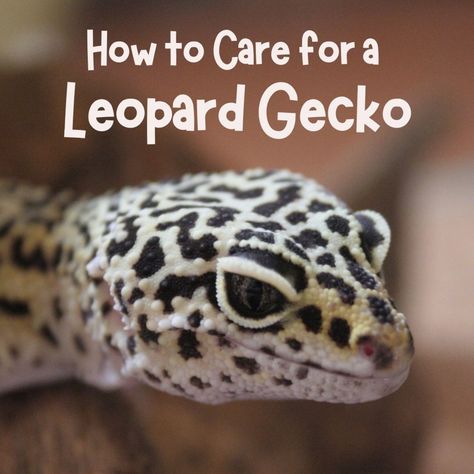 Learn how to take care of a leopard gecko—from terrarium setup to diet to basic care, this guide will teach you how to be an informed and caring gecko parent. Spotted Gecko, Terrarium Setup, Leopard Gecko Habitat, Leopard Gecko Care, Gecko Habitat, Gecko Terrarium, Cute Gecko, Leopard Geckos, Cute Reptiles