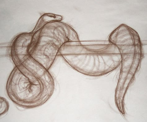 Snake Tattoos Ball Python, Ball Python Drawing Reference, Ball Python Drawing Sketch, Ball Python Sketch, Cute Ball Python Drawing, Snake Anatomy Drawing, Snake Wrapped Around, Hognose Snake Drawing, Snake Sketch Simple