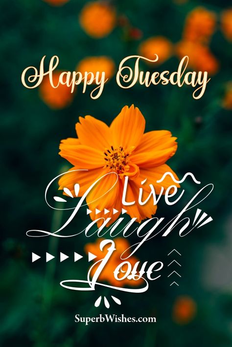 Happy Tuesday! I wish for you much laughter today! 🌞 Happy Fall Tuesday, Good Morning Happy Tuesday Quotes, Morning Tuesday Quotes, Good Morning Tuesday Quotes, Tuesday Morning Quotes, Tuesday Morning Wishes, Tuesday Wishes, Good Morning Happy Tuesday, Happy Tuesday Images