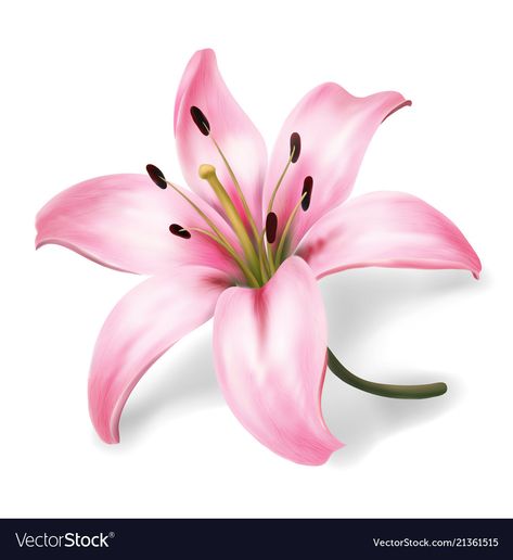 Pink Lily Flower, Lilies Drawing, Lily Flower Tattoos, Lily Tattoo, Flower Art Drawing, Flower Art Painting, Digital Flowers, Pink Lily, Lily Flower