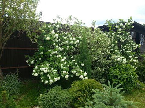 Viburnum opulus 'Roseum' Snowball Tree Viburnum Opulus Roseum, Snowball Tree, Viburnum Opulus, Plants