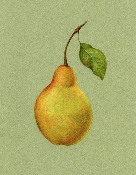 How to Draw a Pear with Colored Pencils Pear Sandwich, Sandwich Drawing, Pear Drawing, Colored Pencil Art Projects, Crayons Pastel, Colored Pencil Tutorial, Fruits Drawing, Pencil Crayon, Pastel Pencils