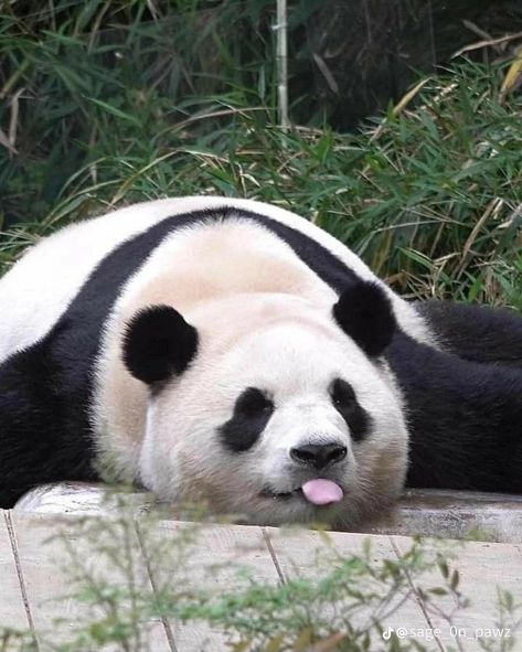 Panda Reference, Funny Panda, Cute Pandas, Baby Pandas, Panda Pfp, Panda Aesthetic, Cute Animals Panda, Panda Cute, Silly Panda