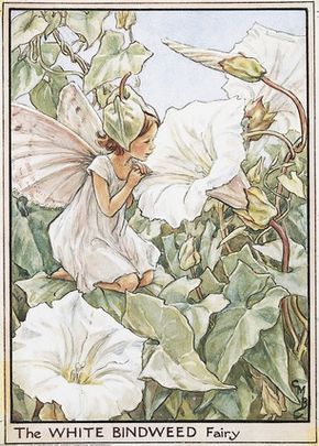 White Bindweed Fairy, Cicely Mary Barker Doll Customization, 동화 삽화, Fairy Drawings, Fairy Illustration, Fairy Pictures, Cicely Mary Barker, Fairy Artwork, Vintage Fairies, Fairy Book