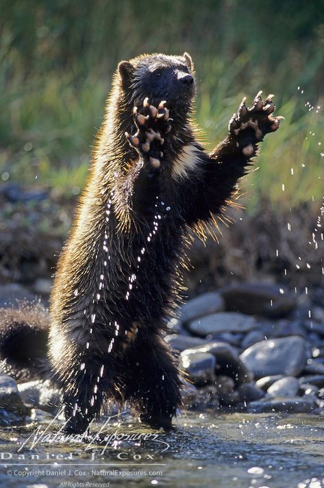 Marder Iii, Wolverine Animal, Honey Badger, Rare Animals, Wildlife Animals, Animals Of The World, Animal Photo, Amphibians, Rocky Mountains