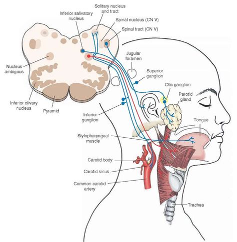 Nervous System Parts, Glossopharyngeal Nerve, Anatomy Head, The Peripheral, Sensory Motor, Brain Anatomy, Cranial Nerves, Medical Facts, Medical School Studying