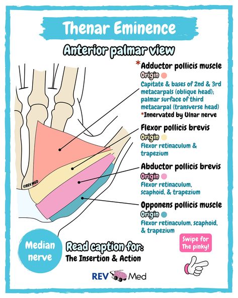 Which cartoon or anime should we do next? Comment it below! And be sure to read the Hand Muscles notes here ⤵️   Today Luffy is the professor, tomorrow it’ll be someone else… to keep up just follow 👉🏼 @rev.med   ✅ Overview      Today: Intrinsic muscles, which means they are located within the hand, and responsible for fine motor functions of the hand.      See if you want to really memorize and know them.. then follow this method:  1️⃣ Thenar (thumb) muscles   2️⃣ Hypothenar (pinky) muscles ... Hand Muscles Anatomy, Muscles Notes, Zoology Notes, School Knowledge, Medical Study, Hand Muscles, Ulnar Nerve, Median Nerve, Medical Stickers