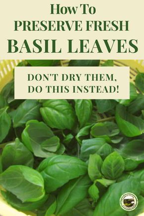 Basil Preserving, How To Preserve Basil, Preserve Fresh Basil, Storing Fresh Basil, Herbs Drying, Storing Basil, Dehydrating Recipes, Preserving Basil, Freezing Fresh Herbs