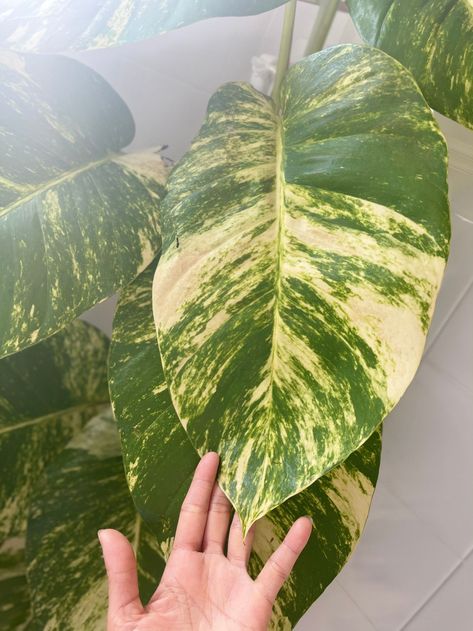 Rare variegated giant Epipremnum Aureum rare houseplants | Etsy Hawaiian Pothos, Epipremnum Aureum, Buy Plants Online, Air Purifying Plants, Plant Shop, Christmas Idea, Plant Cuttings, Mother Plant, Plant Collection