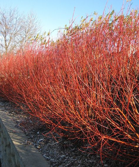 Add a dash of fire to your off-season landscape with the red, orange, and yellow stems of these trees and shrubs. Yellow Twig Dogwood, Edible Forest, Ethereal Grunge, Landscaping Shrubs, Gardening Magazine, Fine Gardening Magazine, Twig Dogwood, Native Flowers, Fine Gardening