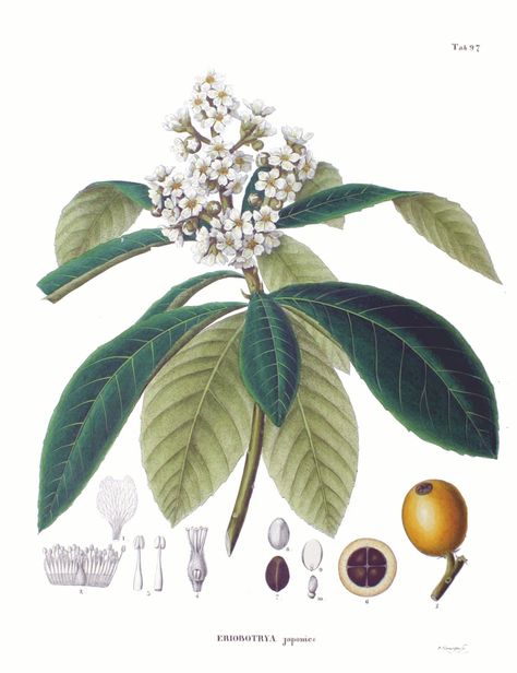 A more detailed image of loquat flowers Park Landscape Design, Tilia Cordata, Loquat Tree, Historical Drawings, Fruit Tattoo, Buckminster Fuller, Illustration Botanique, Plant Images, Edible Landscaping