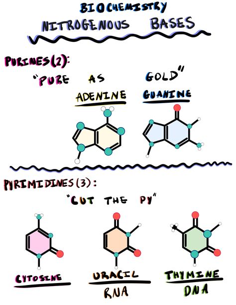 Biochemistry — Nitrogenous Bases Nitrogenous Base, Cell Biology, Biochemistry, Biology, Gaming, Science, Education, Quick Saves