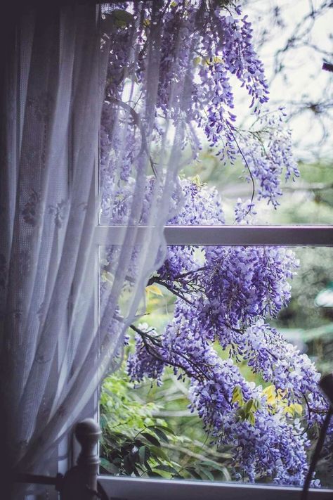 Wisteria Lane, Lavender Cottage, Blossom Garden, Purple Love, Window View, Through The Window, Soothing Colors, Wisteria, The Window