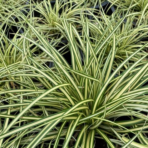 Carex ‘Evergold’ (Japanese Sedge - Cavano's Perennials Japanese Sedge, Dry Shade Garden, Carex Grass, Carex Oshimensis, Grass Border, Russian Sage, Perennial Grasses, Shade Garden Plants, Hosta Plants