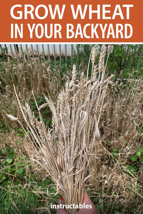 How To Grow Wheat, Grow Wheat, Garlic Garden, Food Plots For Deer, Growing Wheat, Micro Farming, Aesthetic Gardening, Gardener Aesthetic, Indoor Hydroponics