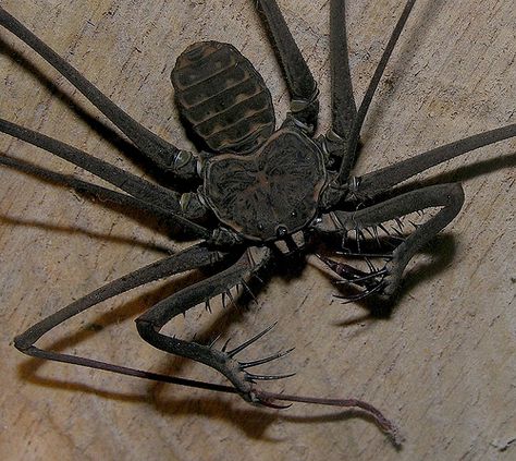 Whip spider (Heterophrynus elaphus), Peruvian Amazon by Arthur Anker, via Flickr Lady Hecate, Whip Spider, Trapdoor Spider, Lizard Types, Peruvian Amazon, Spiders Scary, Big Scary, Reptile Snakes, Arthropods