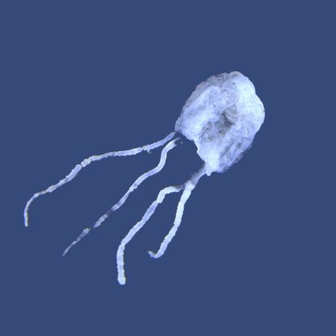 Irukandji Jellyfish, Jellyfish, Science