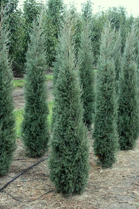 grey columnar evergreens | Juniperus ‘Taylor Juniper’ – Wholesale Nursery Omaha | Heritage ... Taylor Juniper, Evergreen Landscape, Conifers Garden, Columnar Trees, Evergreen Garden, Meteor Garden 2018, Front Landscaping, Planting Shrubs, Evergreen Trees