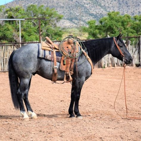 Mustang Horses, Ranch Horse, Blue Roan, West Texas, Horse Saddles, True Blue, Exotic Pets, Saddle, Mustang