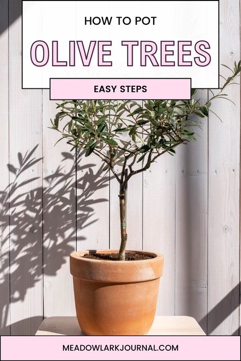 potting olive trees Lemon Tree Potted Indoor, Fruitless Olive Tree, Lemon Tree Potted, Olive Tree Care, Indoor Olive Tree, Growing Olive Trees, Potted Olive Tree, Olive Plant, Tree Growth