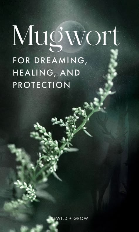 Mugwort (Artemisia Vulgaris) might be known as a relentless weed easily found on roadsides, but to our ancestors, the herb was regarded sacred with a high medicinal *and magical* reputation. Throughout the ancient world, Mugwort has been considered the universal herb for pain and healing, protection powers, lucid dreaming, and prophecy. Dream Protection, Dream Therapy, Mugwort Oil, Herb Tattoo, Mugwort Herb, Dream Herbs, Artemisia Vulgaris, Sinus Congestion Relief, The Huntress