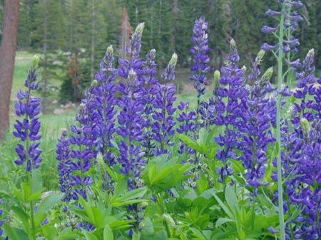 Wildflower Reference, Mountain Lupine, Late Spring, The Meadows, Sierra Nevada, Spring Flowers, Nevada, Wild Flowers, Google Search