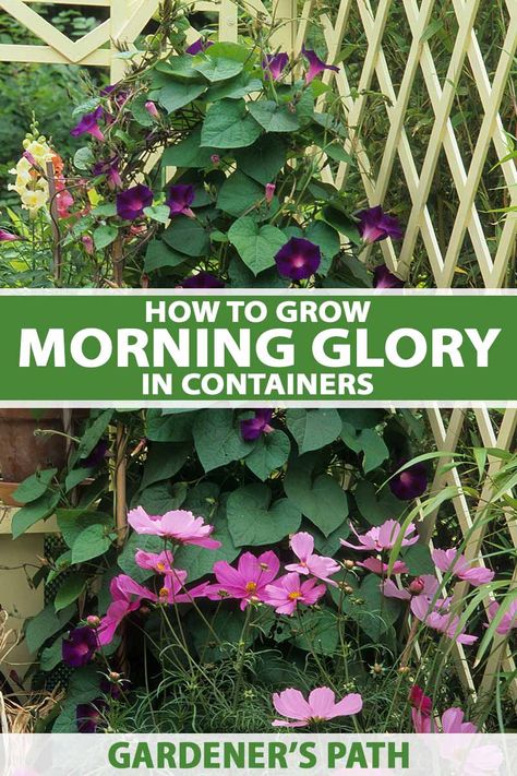 Climbing Plants Fast Growing, Landscape Planters, Morning Glory Plant, Backyard Hacks, Morning Glory Seeds, Fast Growing Vines, Gardening Herbs, Morning Glory Vine, Morning Glory Flowers