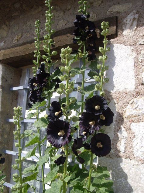 Goth Flowers, Black Hollyhock, Witchy Garden, Gothic Flowers, Goth Garden, Gothic Garden, Witch Garden, Zone 9, Midnight Garden