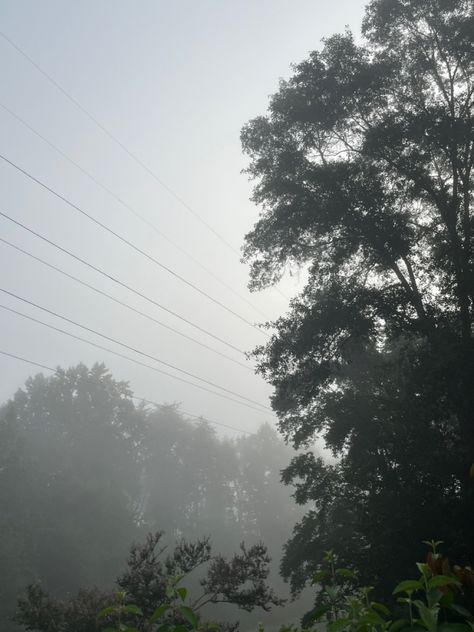 Foggy Morning, Pretty Pics, Pretty Pictures, Drawings, Quick Saves