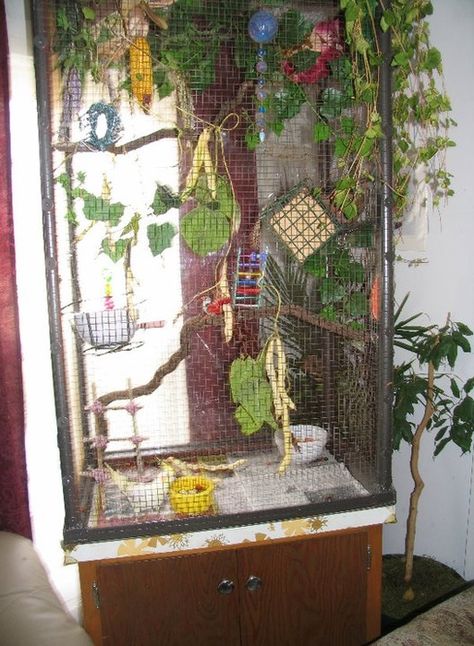 DIY cockatiel cage considerations: forum Bird Cage Diy, Cocktail Bird, Cockatiel Cage, Diy Bird Cage, Bird Houses Ideas Diy, Bird House Kits, Bird Aviary, Parrot Cage, Bird Care