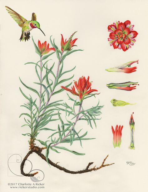 RICKER STUDIO — Three Sisters Companion Planting Paintbrush Tattoo, Indian Paintbrush Flowers, Colorado Life, Denver Botanic Gardens, Wildflower Tattoo, Poppies Tattoo, Art Journal Prompts, Indian Paintbrush, Paint Brush Art