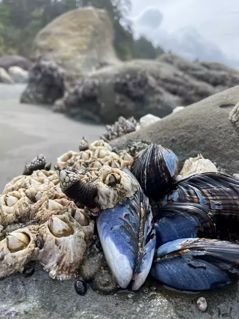 Gooseneck Barnacles, Sea Life Creatures, Blue Mussel, Fantasy Story Ideas, Splash Zone, Ghost Bride, Mussel Shell, Tide Pools, Rock Pools