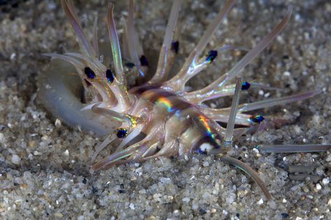 The annelid worms really enjoy digging. The constantly move around their tube entrances. Annelid, Amazing Animal Pictures, Beast Creature, Drawing Examples, Creature Feature, Marine Animals, Ocean Animals, Ocean Creatures, Weird Animals