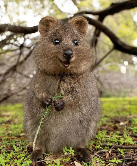 Quokka is native to small Islands off the Coast of Western Australia Quokka Animal, Dolphin Tattoo, Simple Tattoo, Australian Animals, Happy Animals, Cute Creatures, Sweet Animals, Animal Planet, Funny Animal Pictures