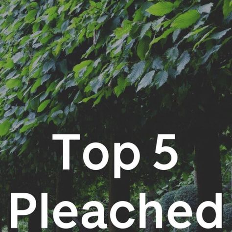 Andy Stedman Design on Instagram: "Here’s our top 5 pleached trees for screening 🌿 This list is mix of: 🌳 Deciduous trees - that lose leaves in autumn 🌲Evergreen trees - which keep leaves all year round #pleachedtrees #treesforscreening #trees #tree #screen #screening #privacy #gardendesign #garden" Pleached Trees, Evergreen Trees, Deciduous Trees, Garden Fencing, Back Garden, Front Garden, Cottage Garden, Garden Inspiration, Garden Design